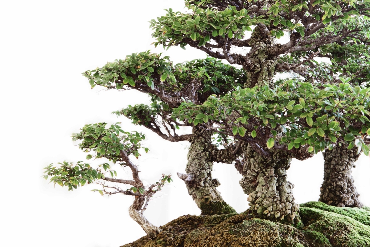 Kofu Kai Annual Bonsai Display 2025